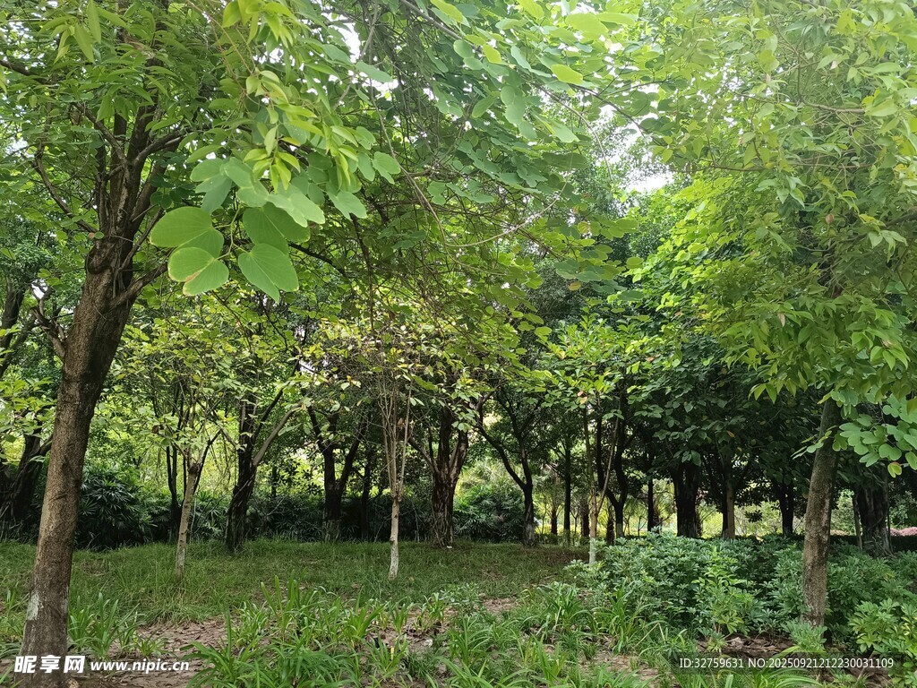 绿意盎然的林间景致
