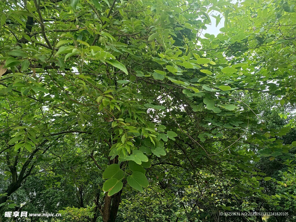 茂密绿意盎然的繁茂树林
