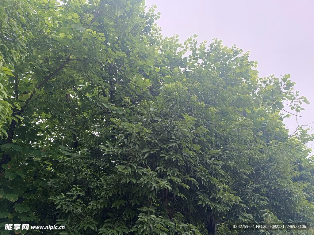 茂密葱郁的树林景观