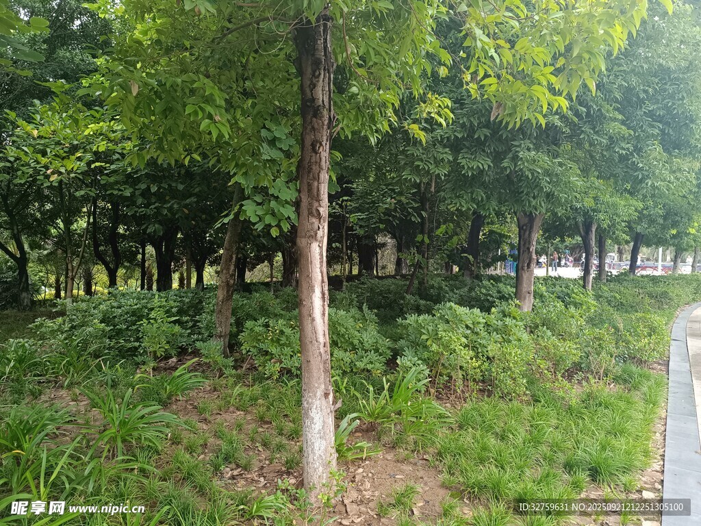 林间绿意盎然的自然景致