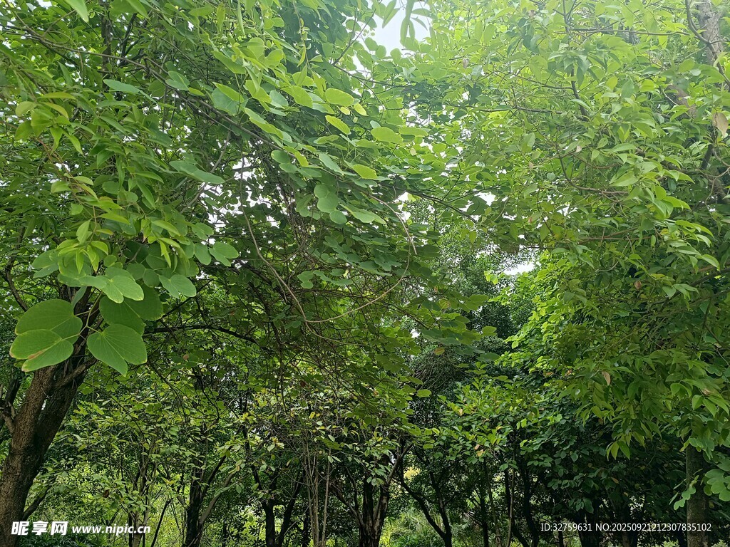 茂密绿意森林景观