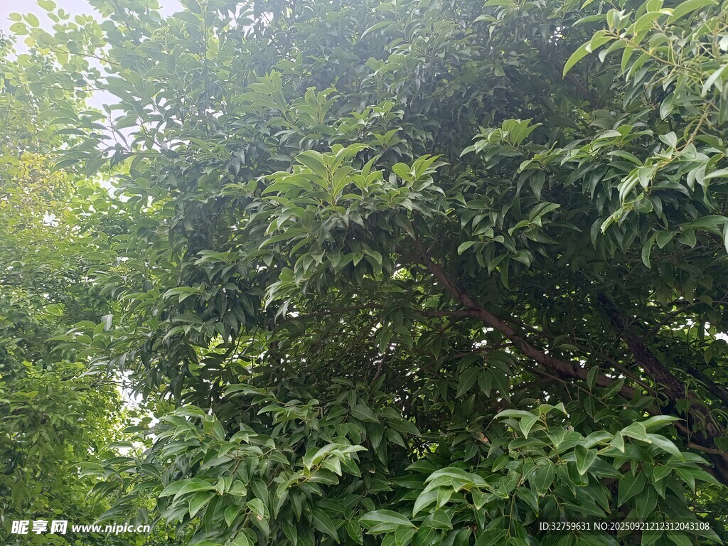 茂密树林绿意盎然
