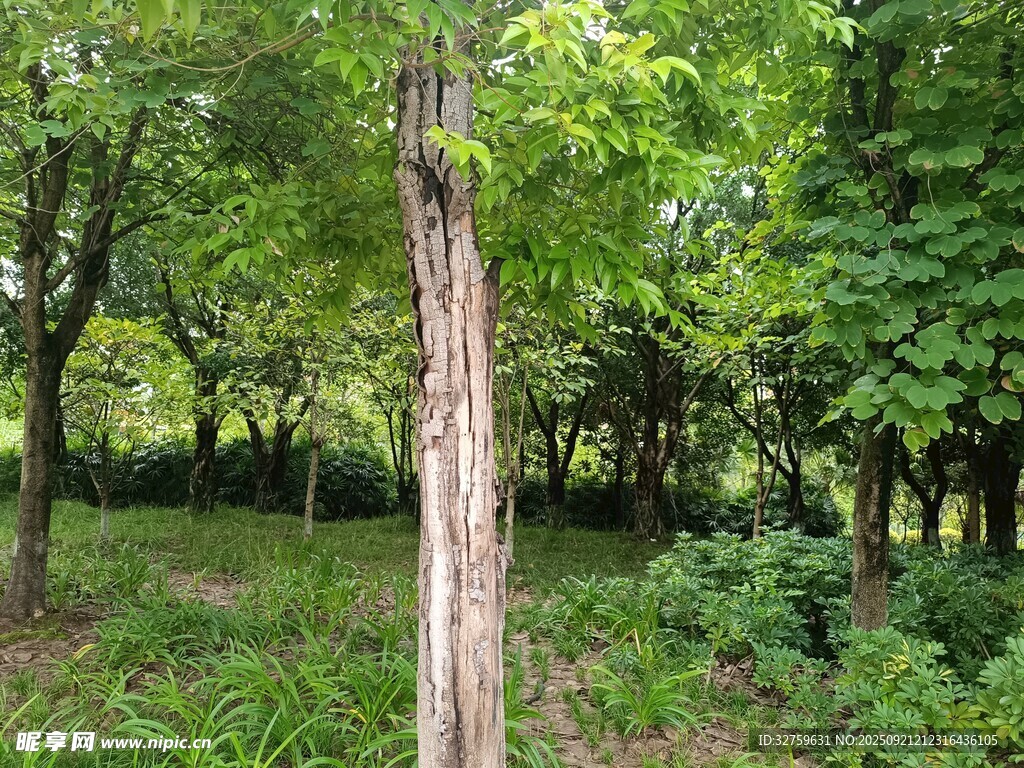 林间枯树与繁茂绿植