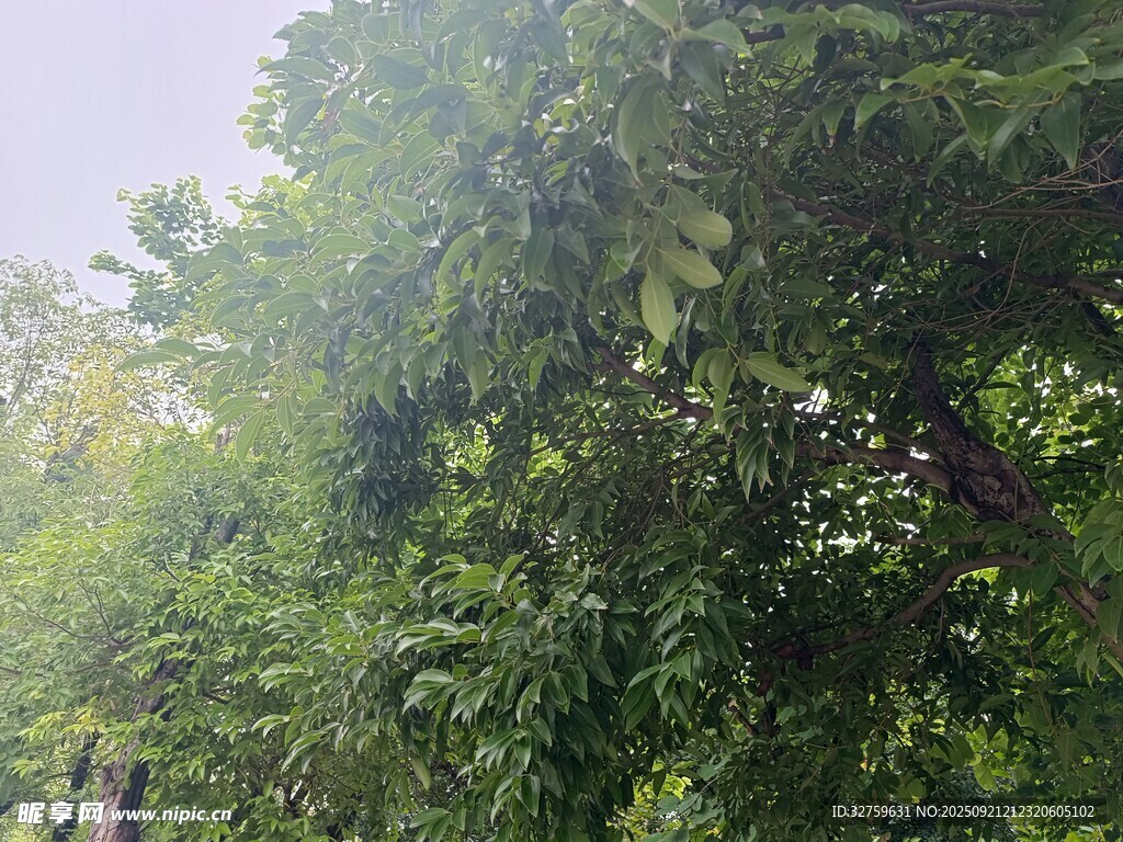 茂密树林中的绿意景致