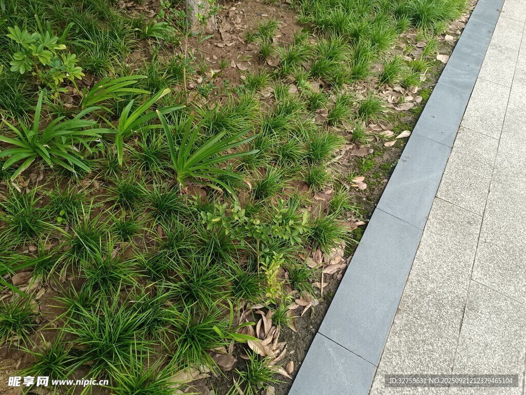 路边绿植景观