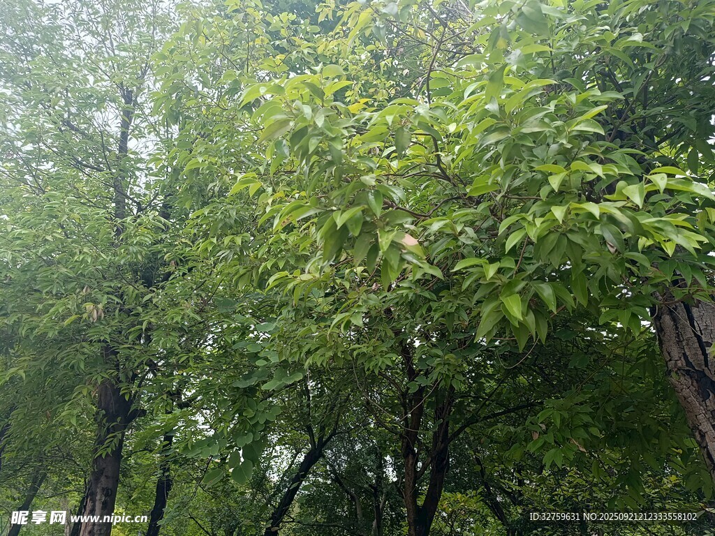 茂密树林绿意盎然