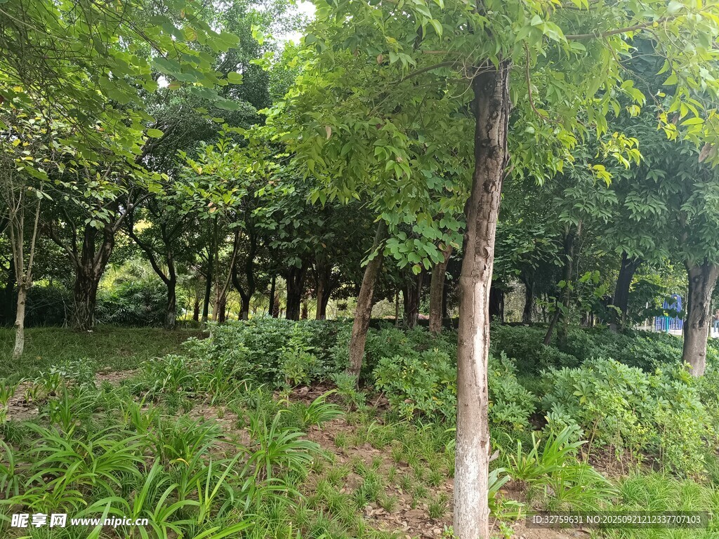 林间绿意盎然的自然景致
