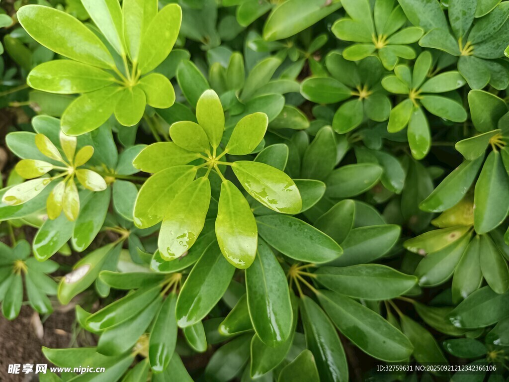 翠绿繁茂的鹅掌柴植物