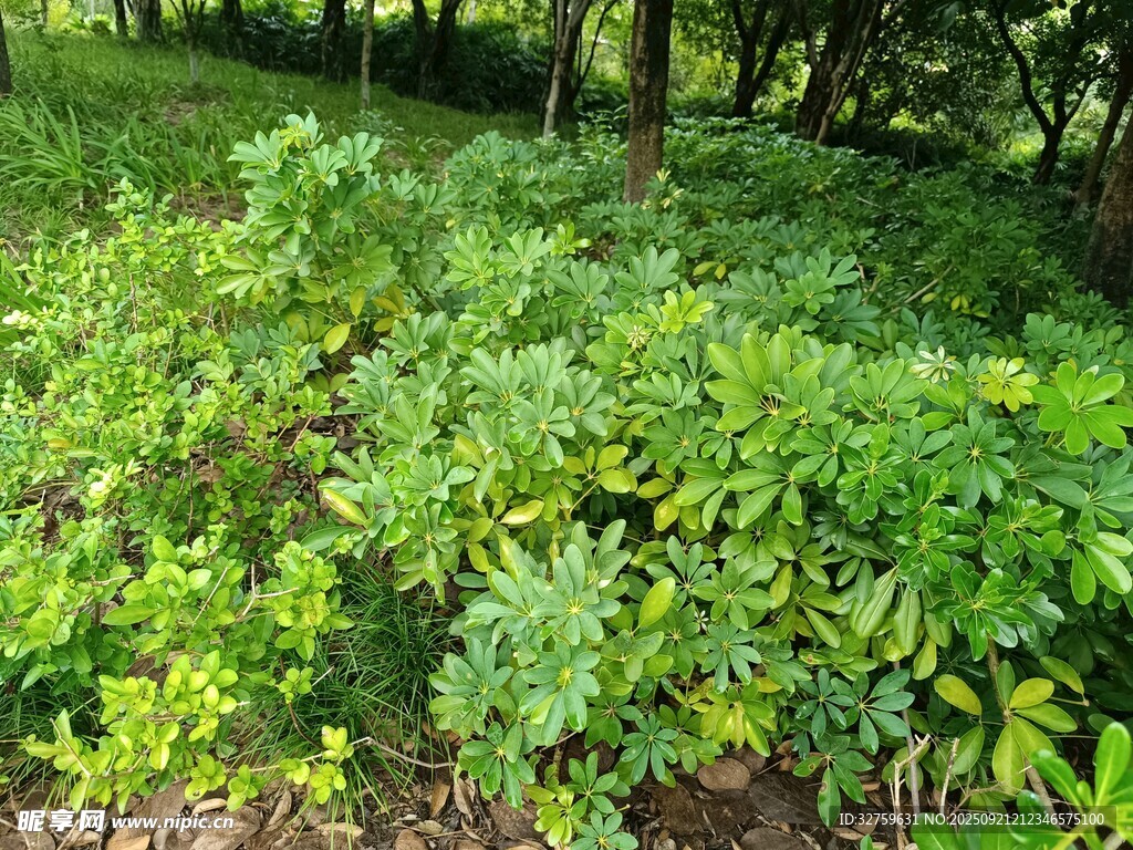 繁茂绿植覆盖的林间景象