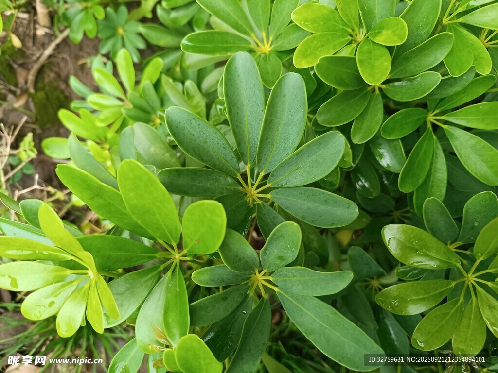 翠绿繁茂的海桐叶片