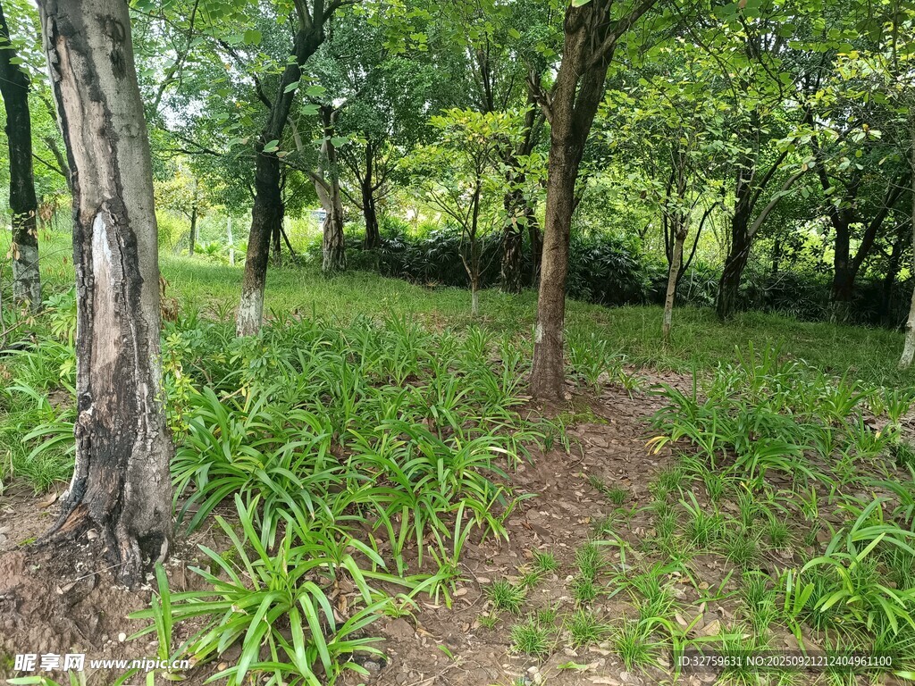 林间绿意盎然的自然景致