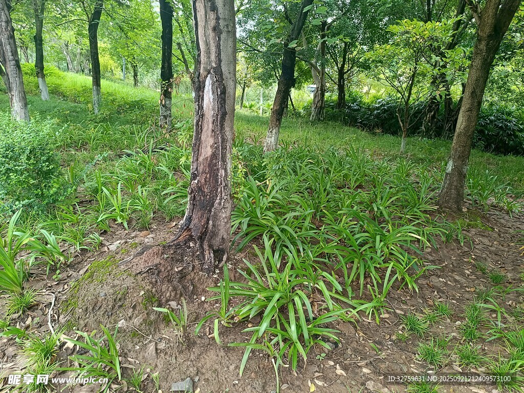林间绿意盎然的树木景象