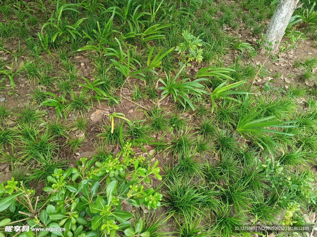 地面绿植景观