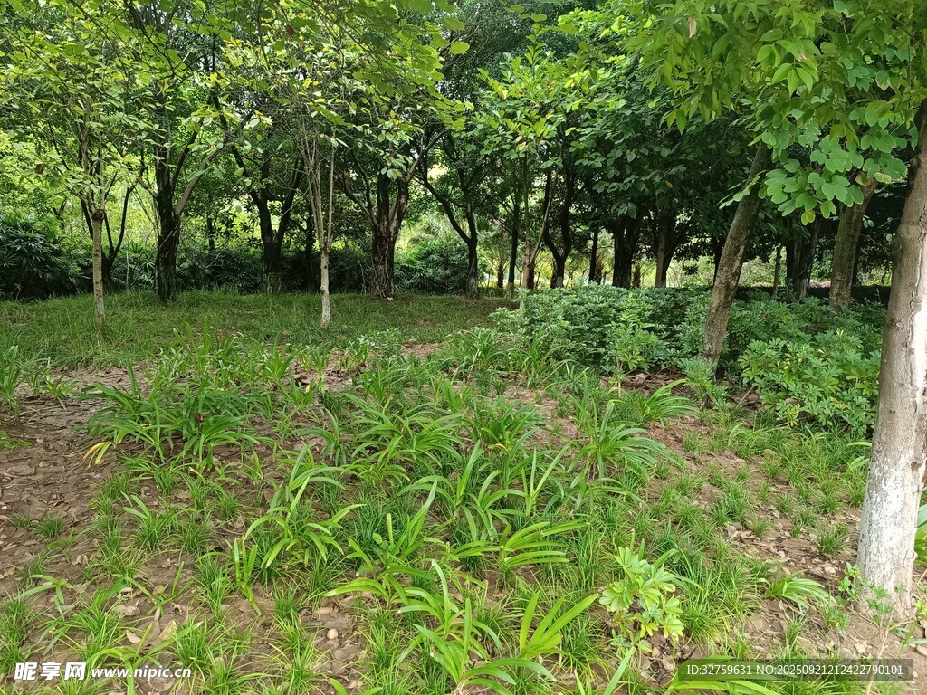 绿意盎然的林间小径