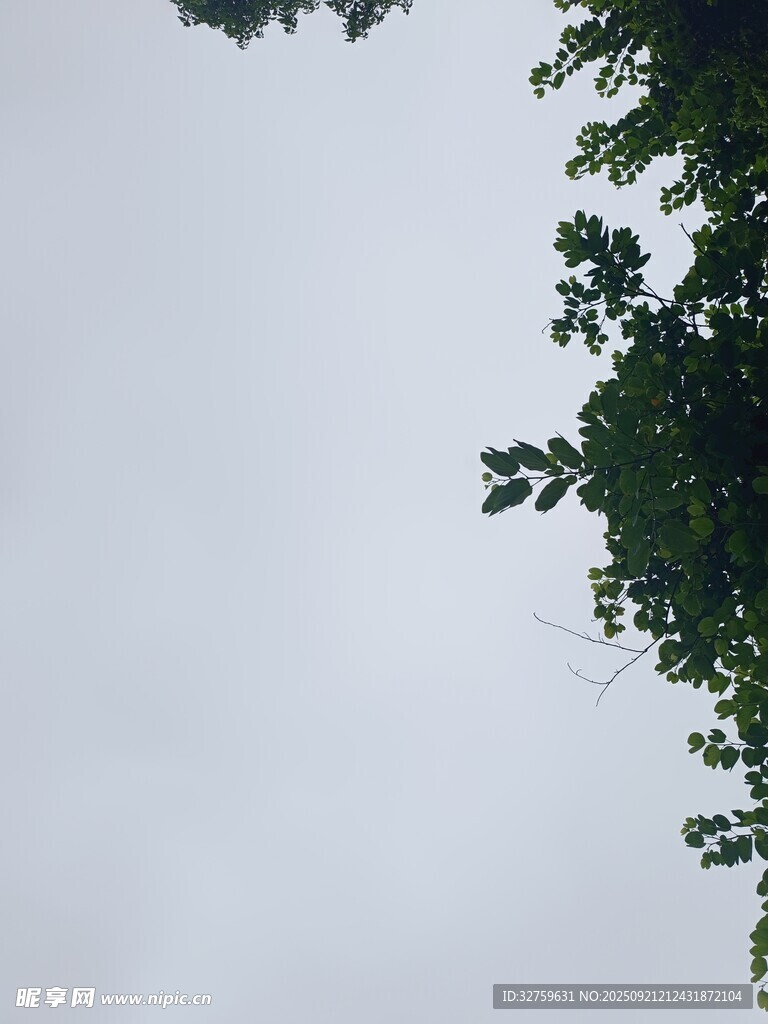 仰视绿树与灰白天空