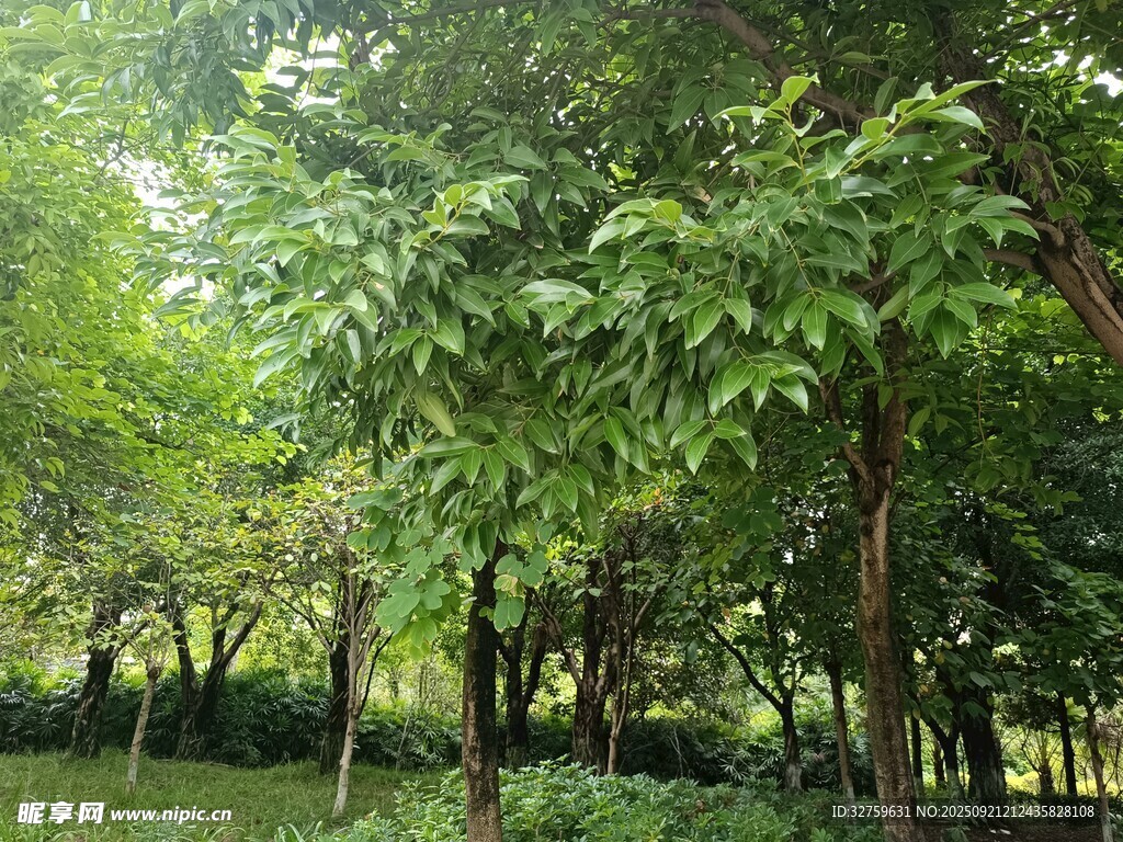 绿意盎然的树林景观