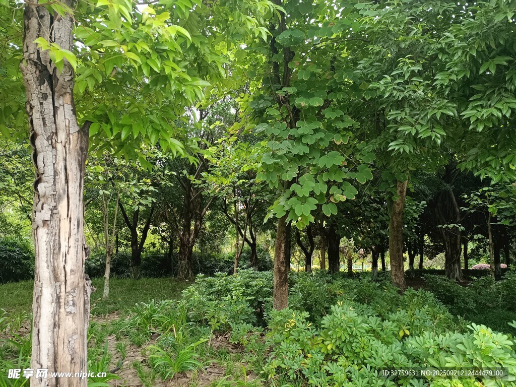 绿意盎然的森林景象