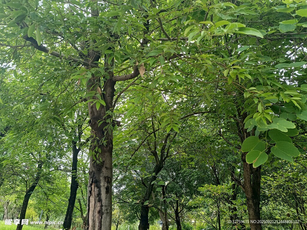 茂密森林绿意盎然的景象