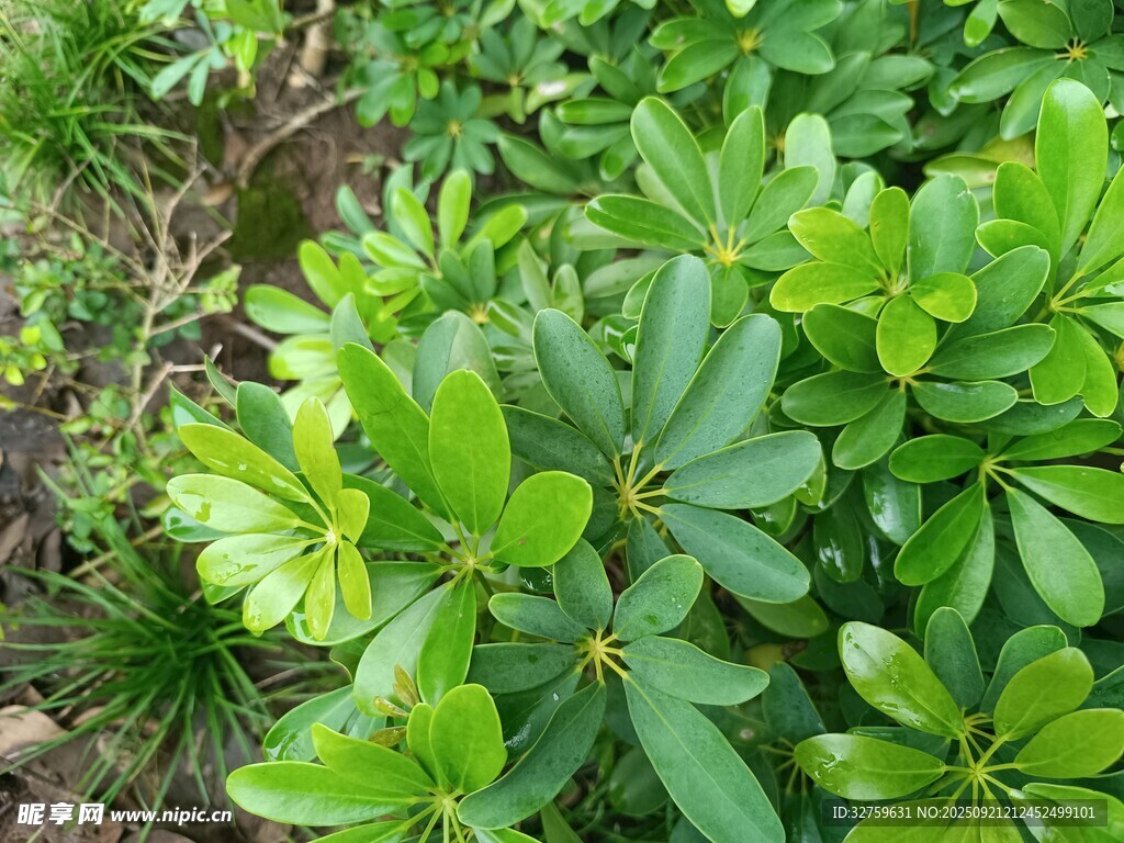 绿叶丛生的繁茂植物