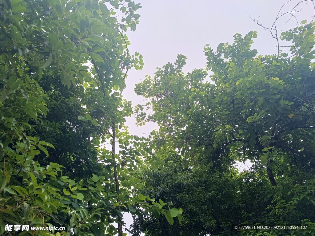 繁茂绿树展现自然生机