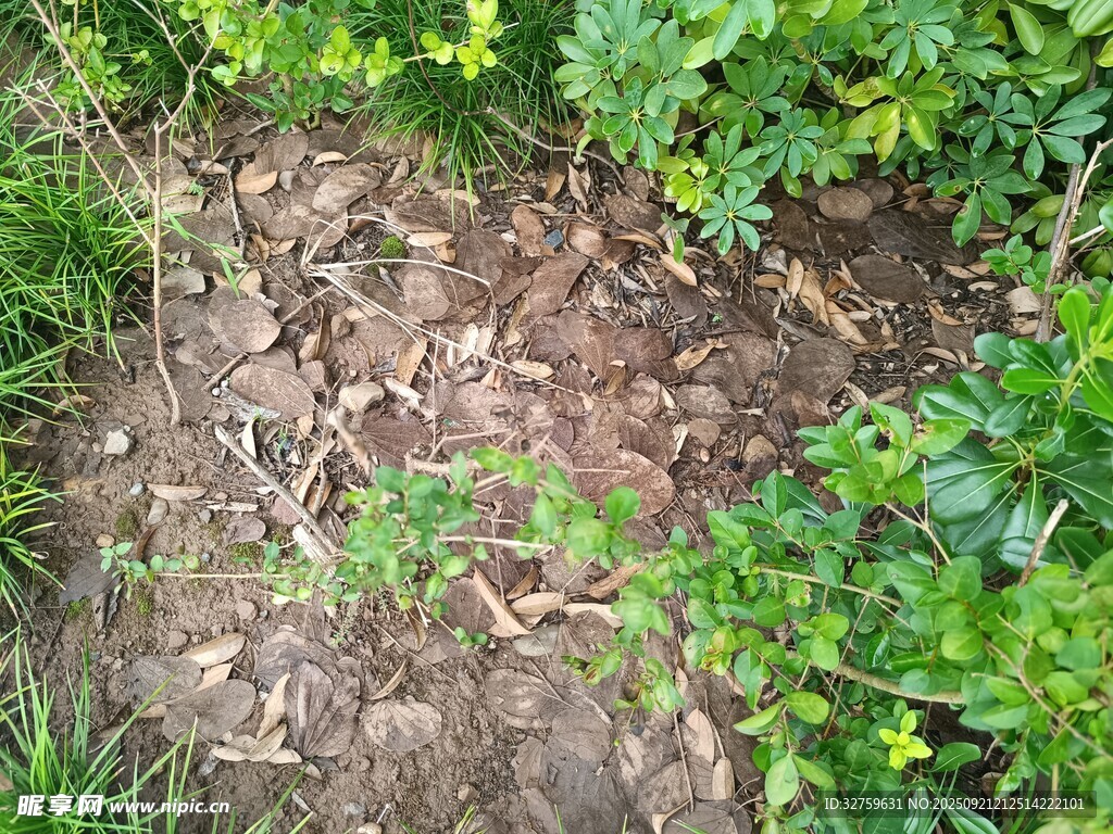 地面绿植与枯叶景象