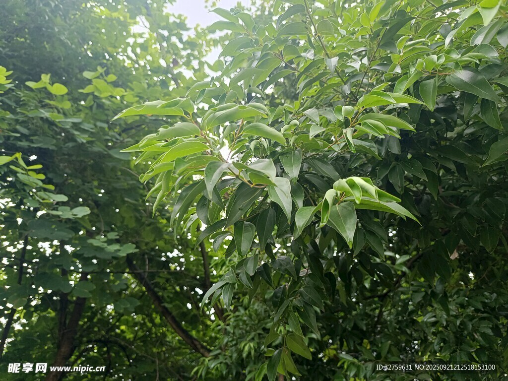 茂密绿意盎然的树林景观