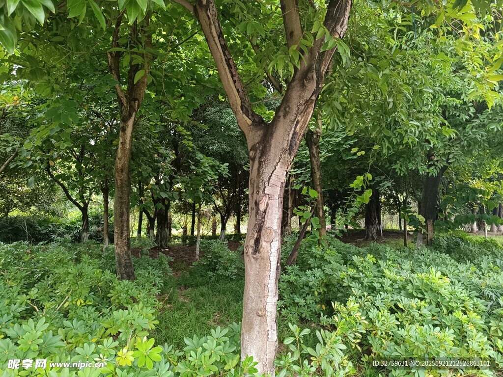 林间绿意盎然的树木景观