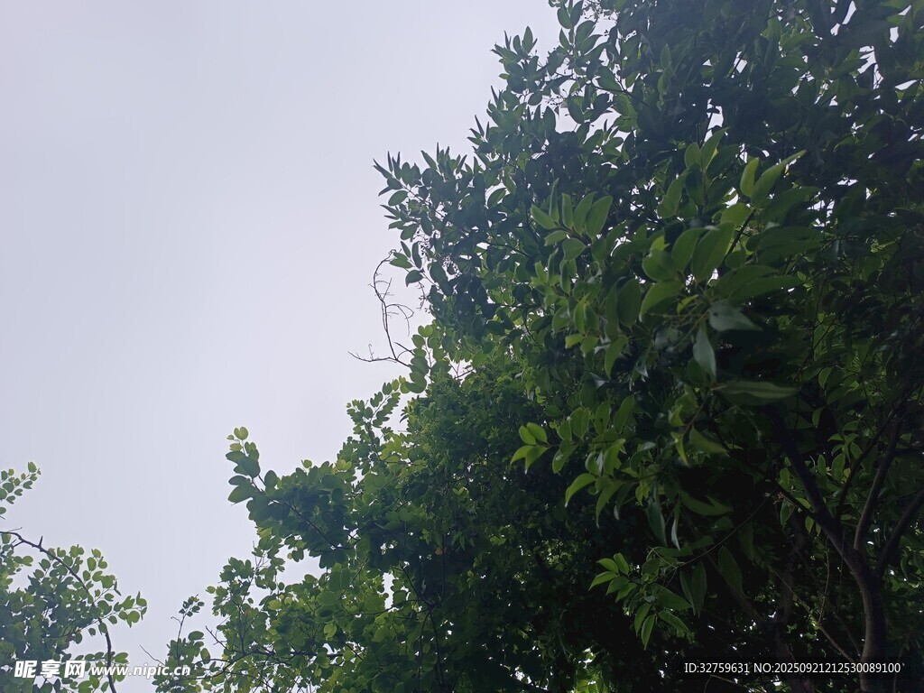 绿树映灰天