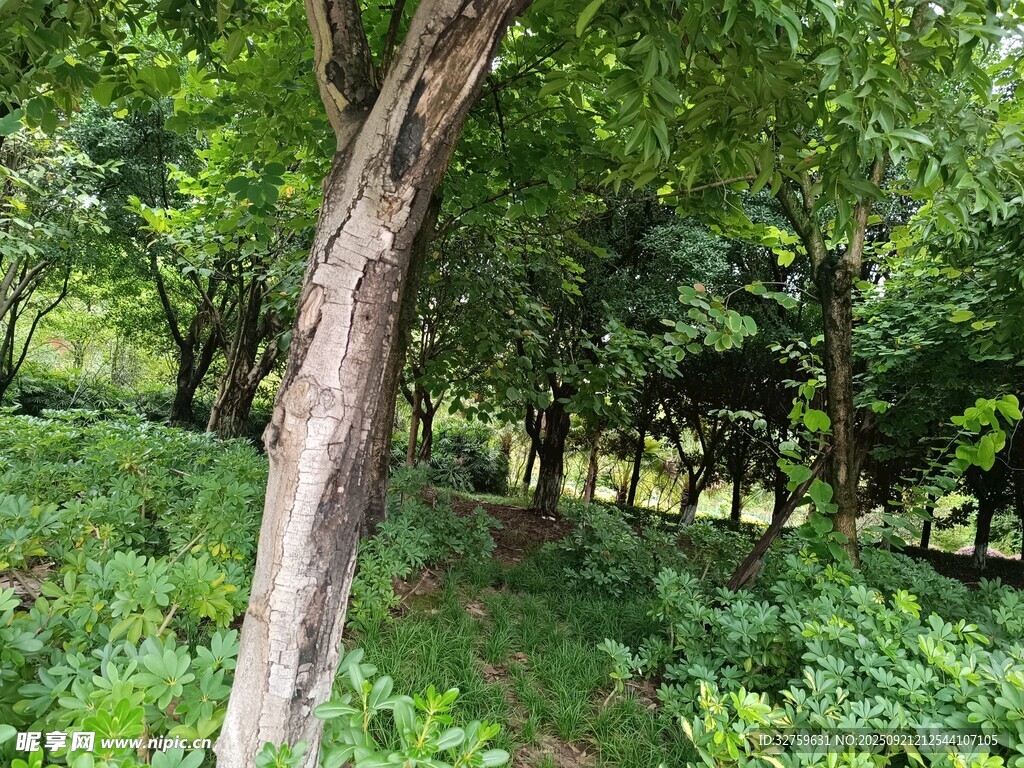 林间树木与繁茂绿植景观