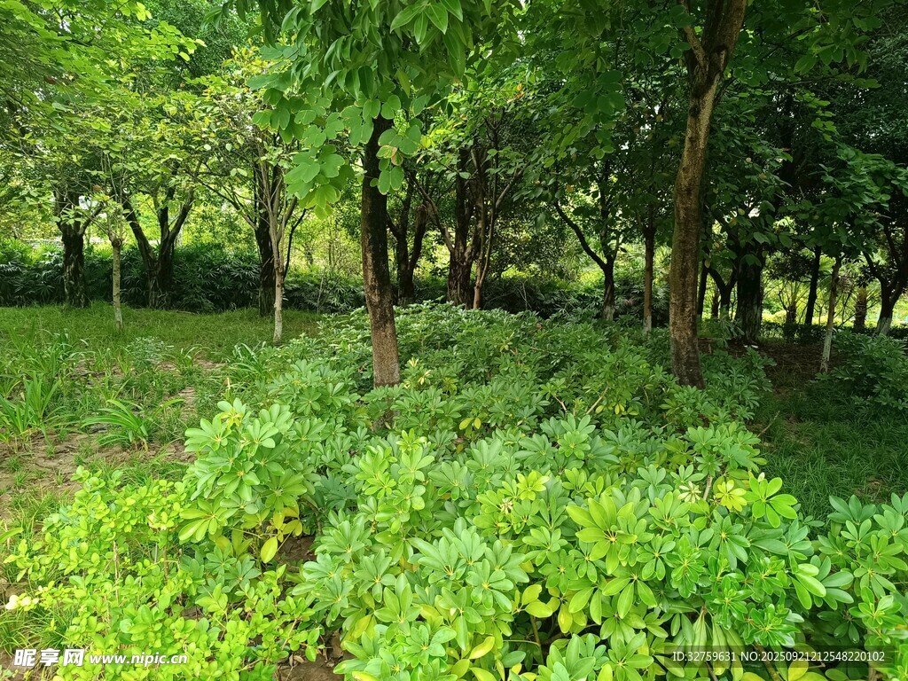 绿意盎然的森林景观