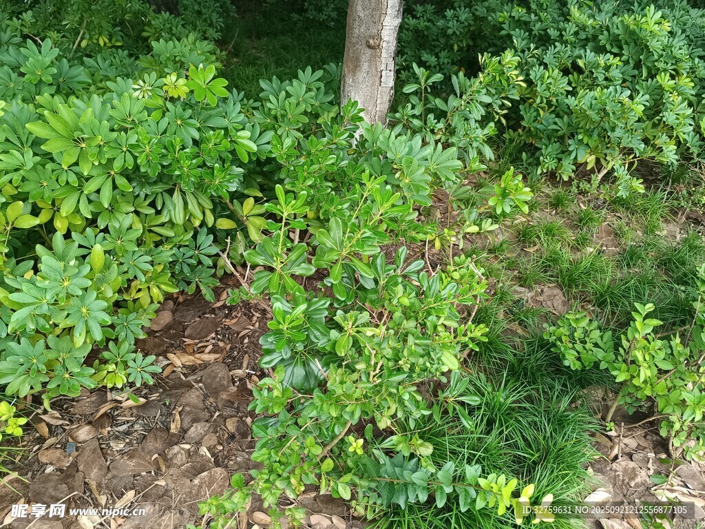 繁茂绿植环绕的自然景象