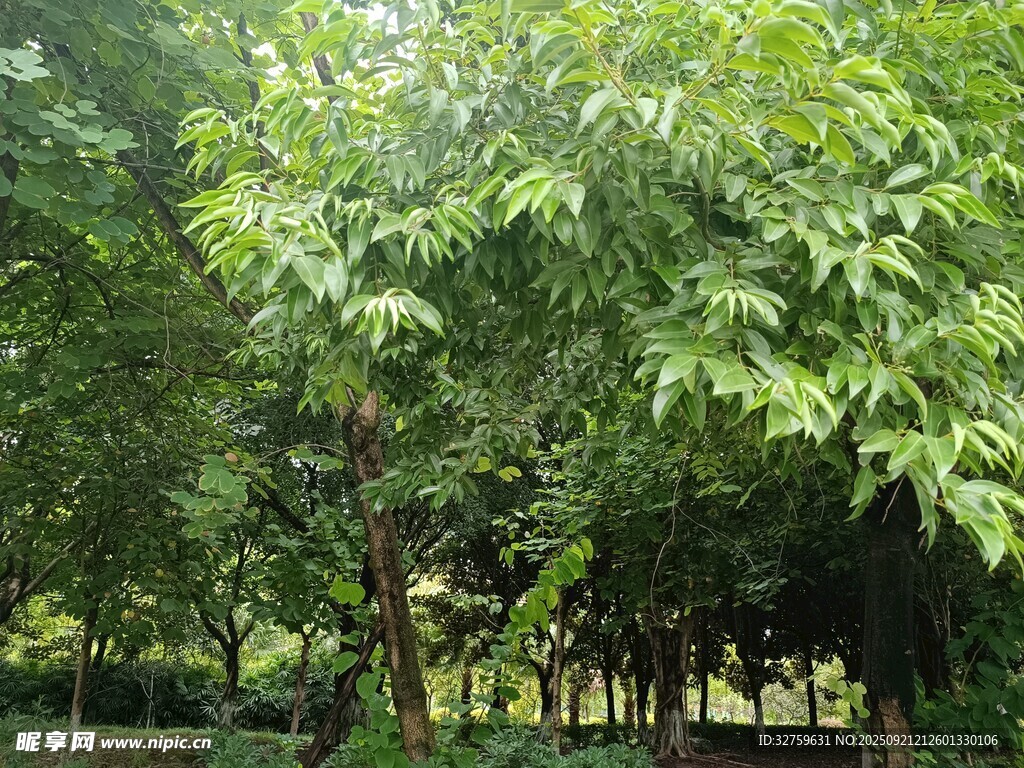 绿意盎然的树林景观