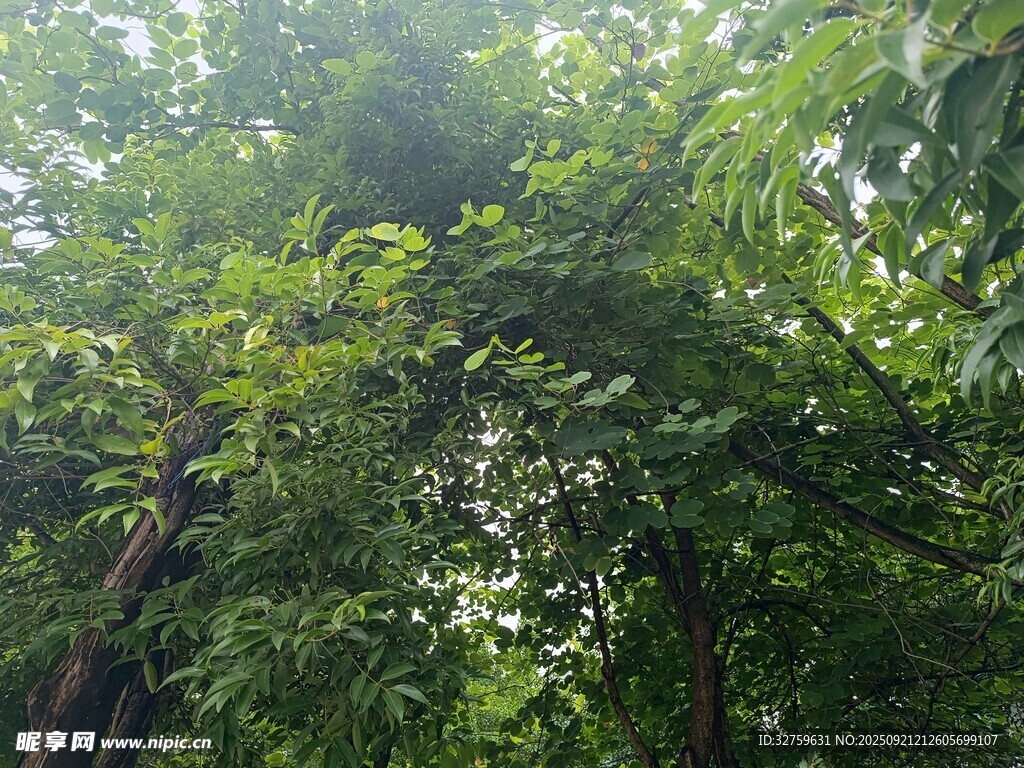 茂密树林绿意盎然