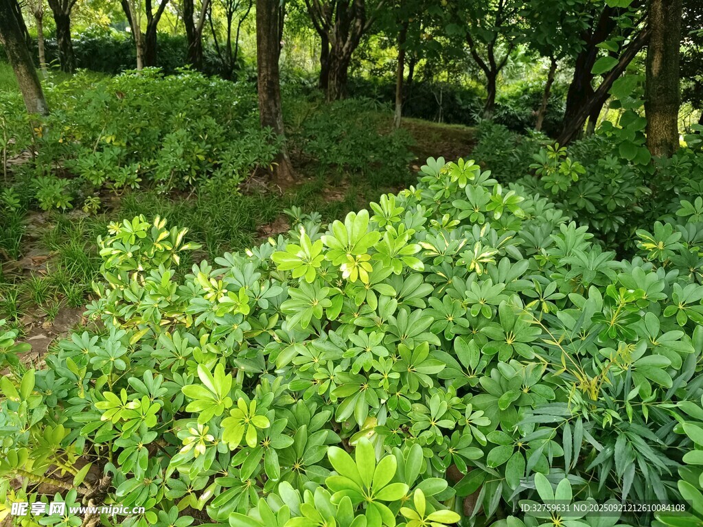 绿意盎然的繁茂植物景观