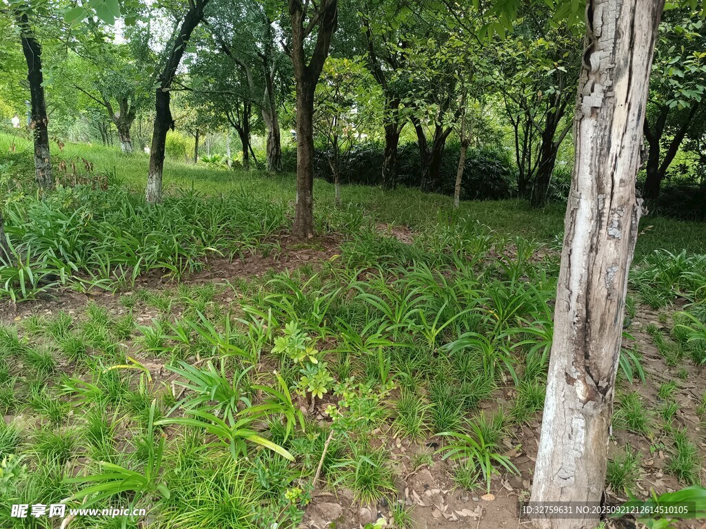 林间草地自然风景图