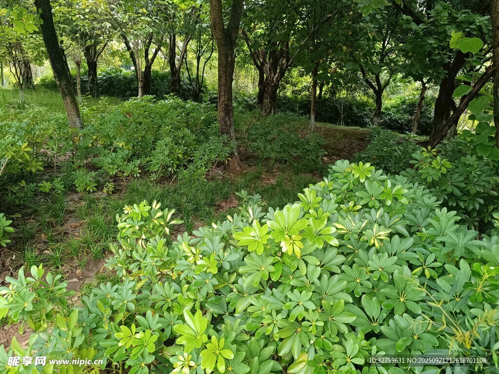 绿意盎然的茂密林间植被