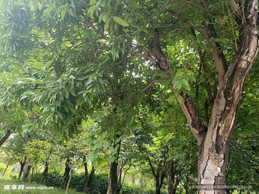 夏日林荫道的葱郁树木
