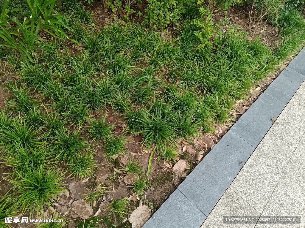 路边的翠绿草地