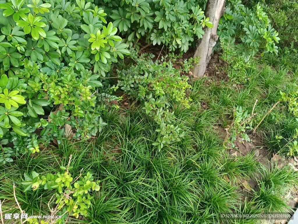 繁茂绿植景观