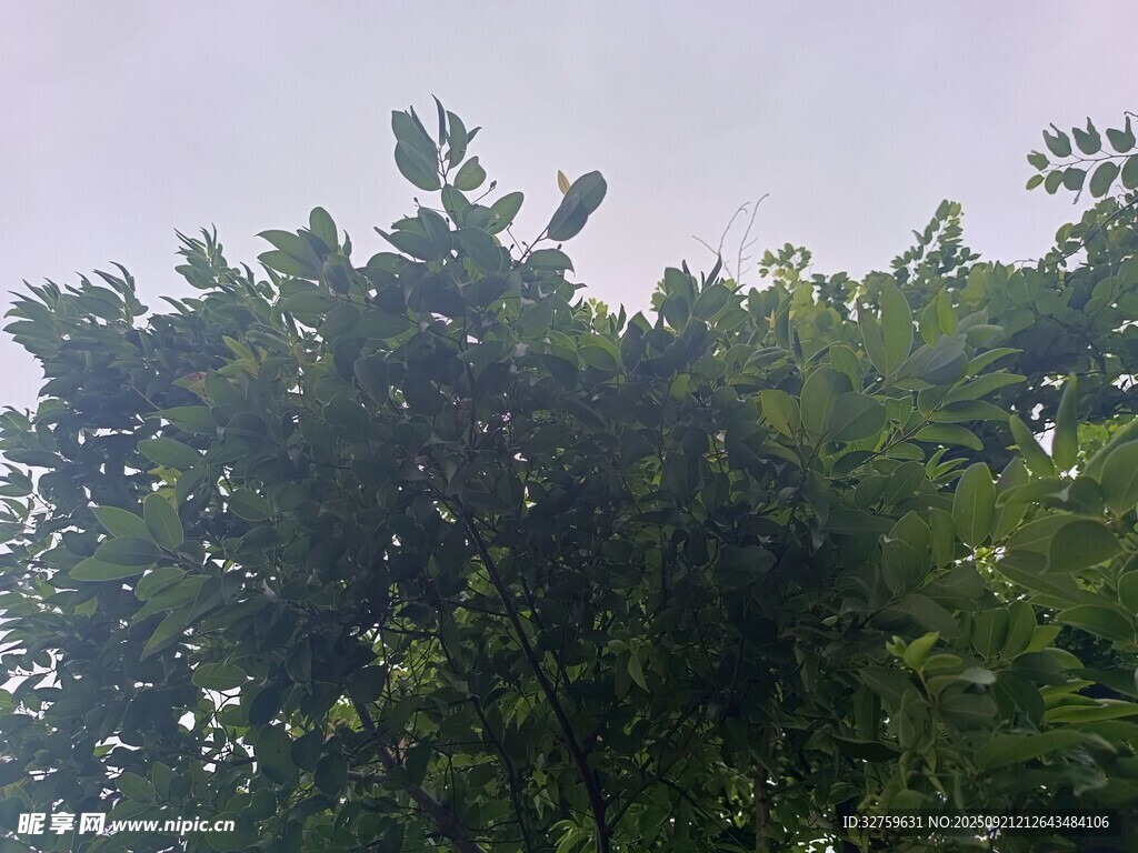 繁茂绿树 