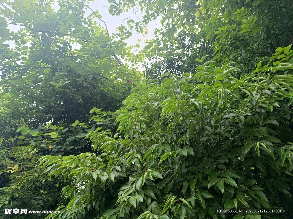 茂密丛林绿意盎然