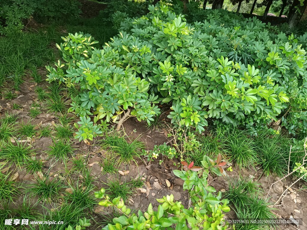 绿叶繁茂的地面植物景观