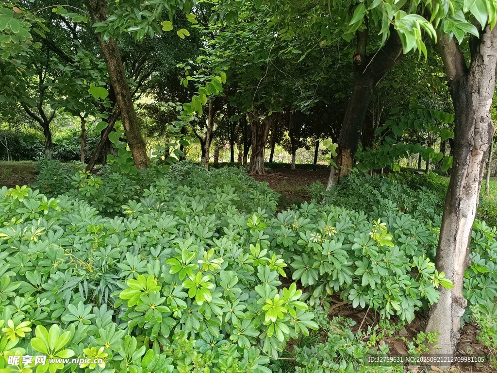 绿意盎然的森林景观