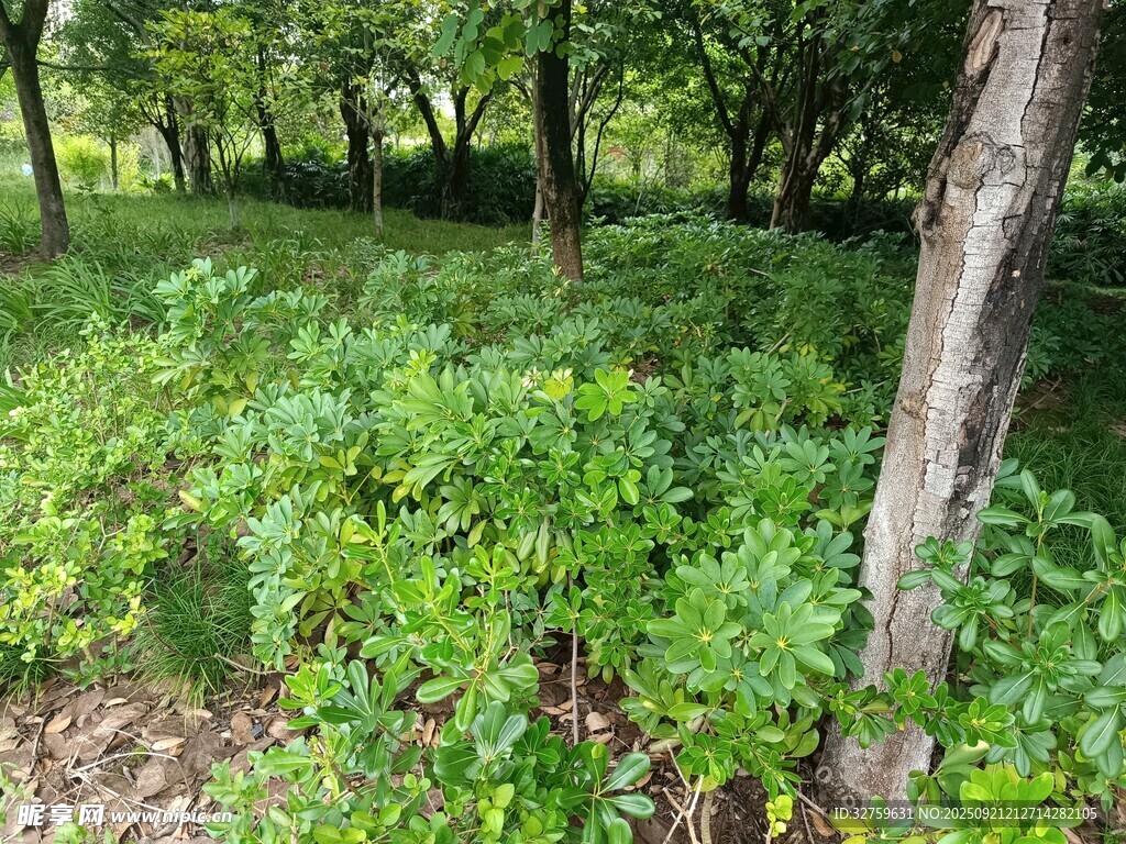林间繁茂绿植景观