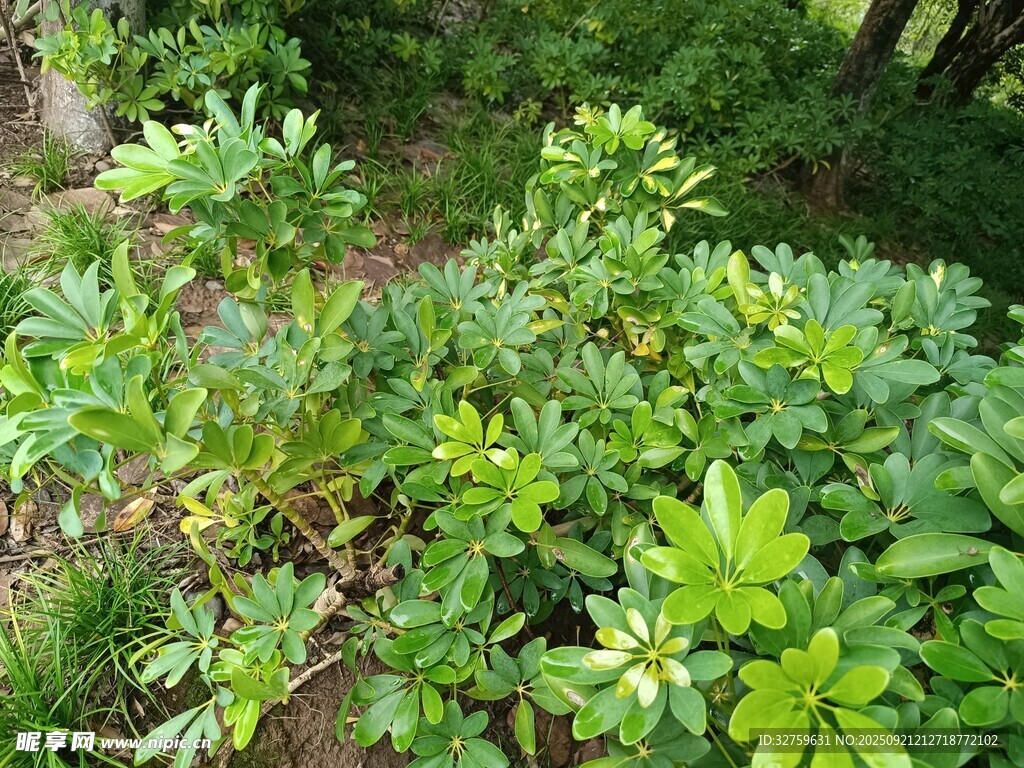 繁茂绿植