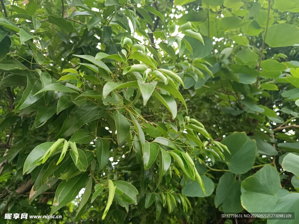繁茂绿植