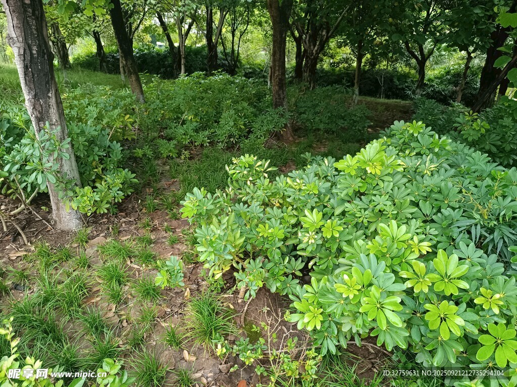 森林中的繁茂绿植景观