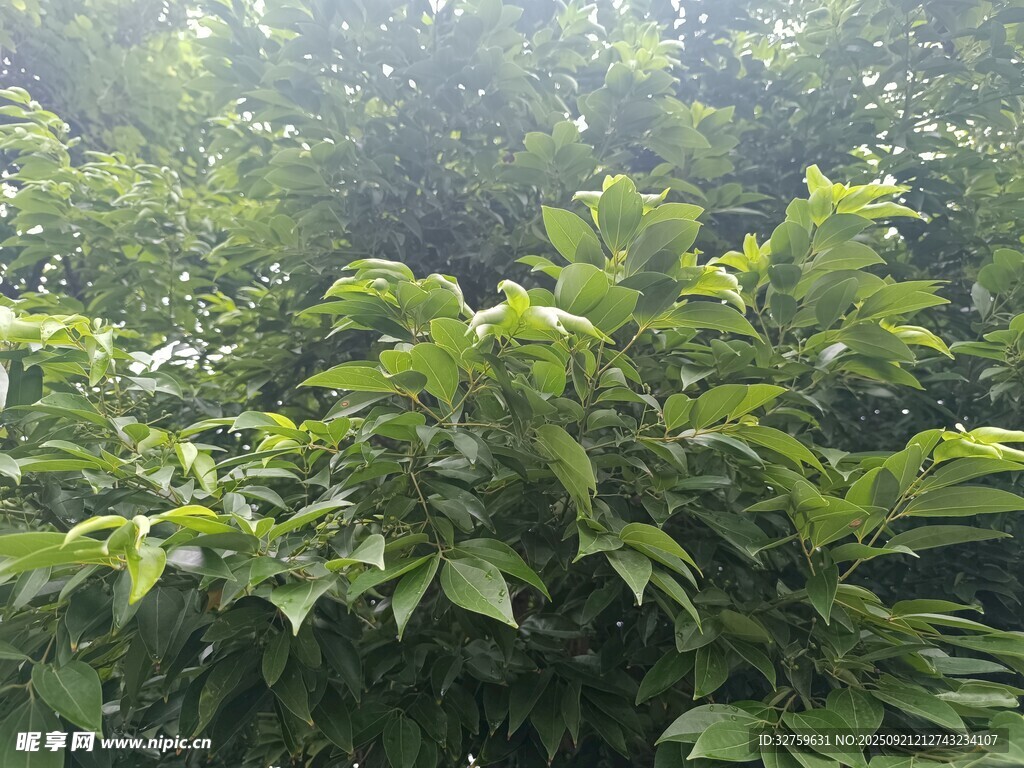 茂密绿植展现自然生机