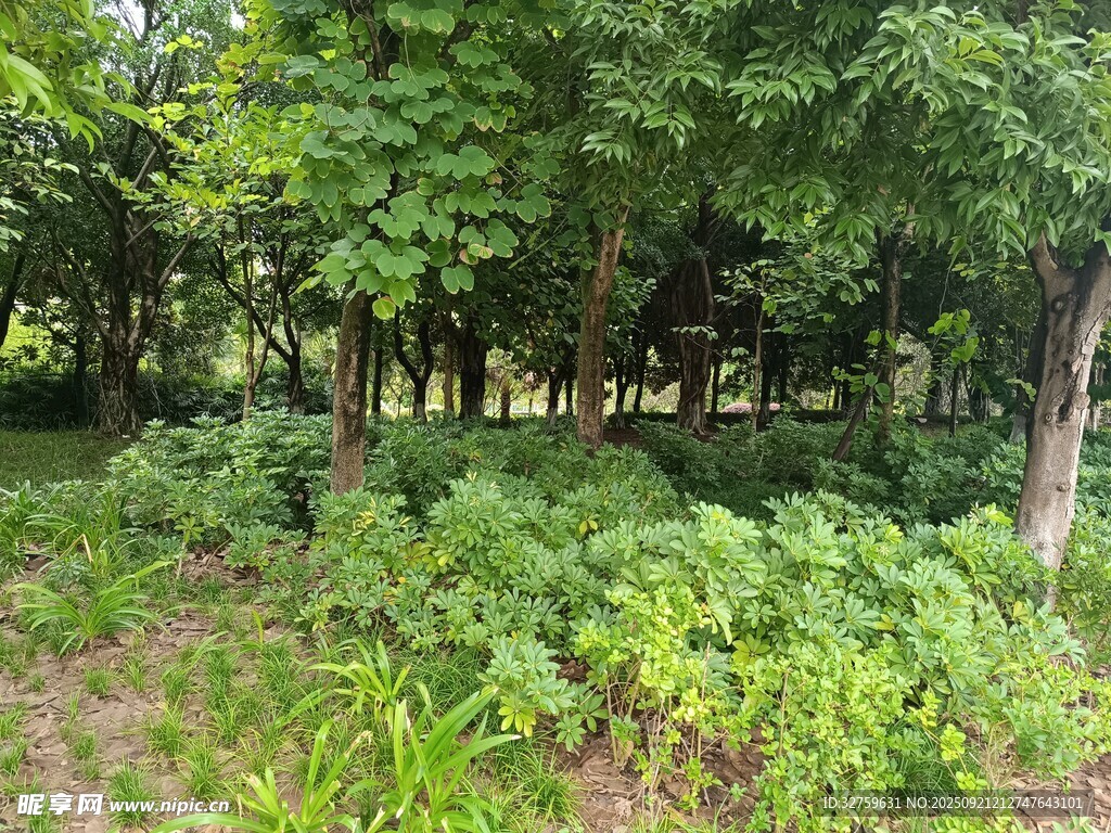 绿意盎然的森林景象