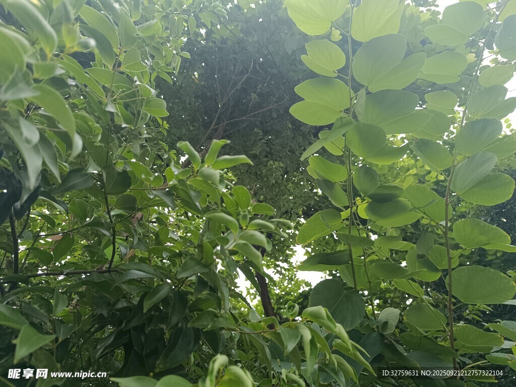 繁茂绿植